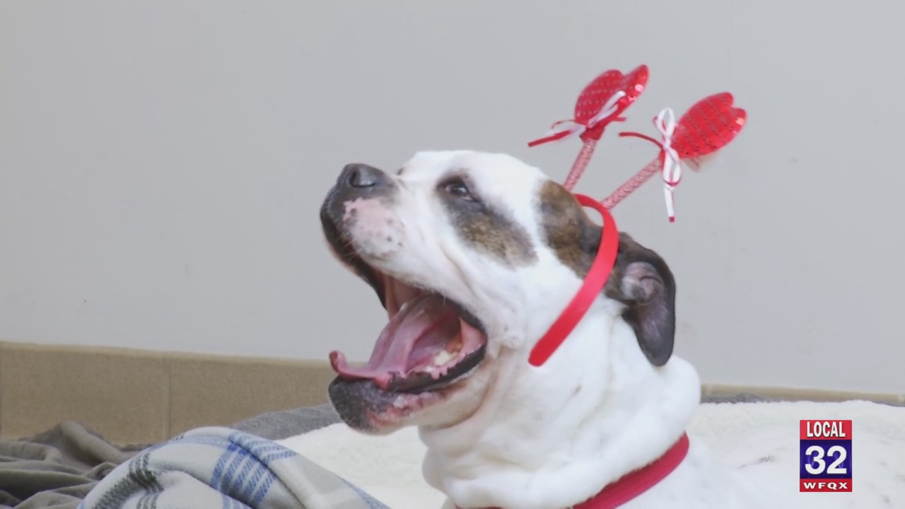 Cherryland Humane Society Rescues Get Photoshoot to Boost Adoption 9