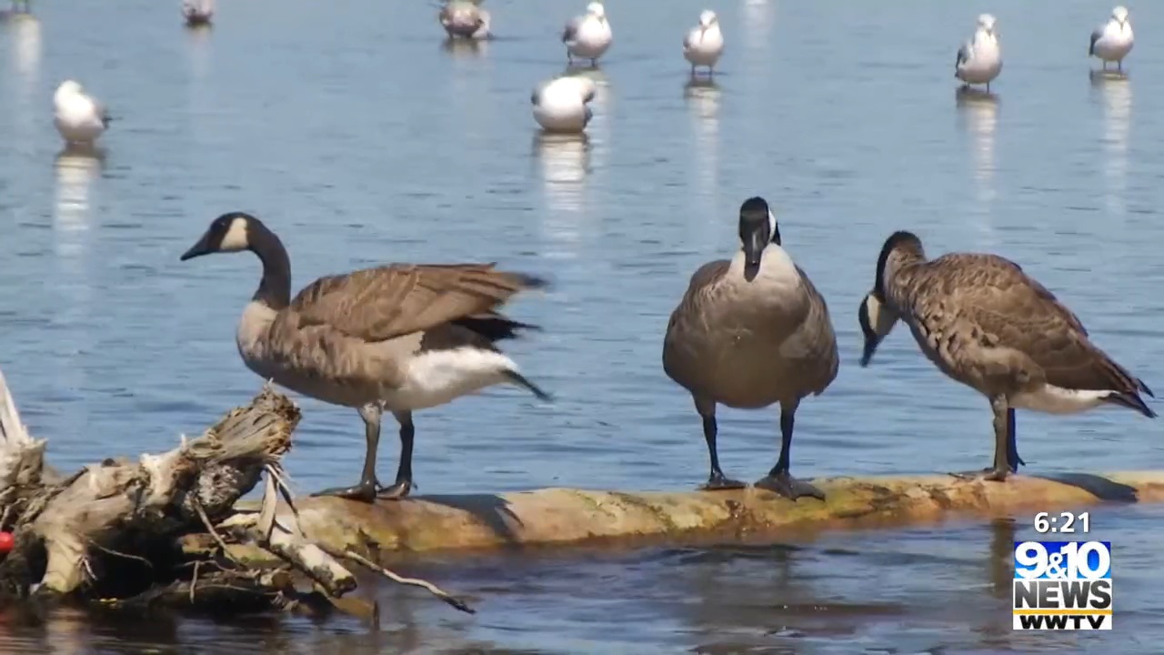 DNR Avian Flu Not a Concern for Waterfowl Hunting Season 9&10 News