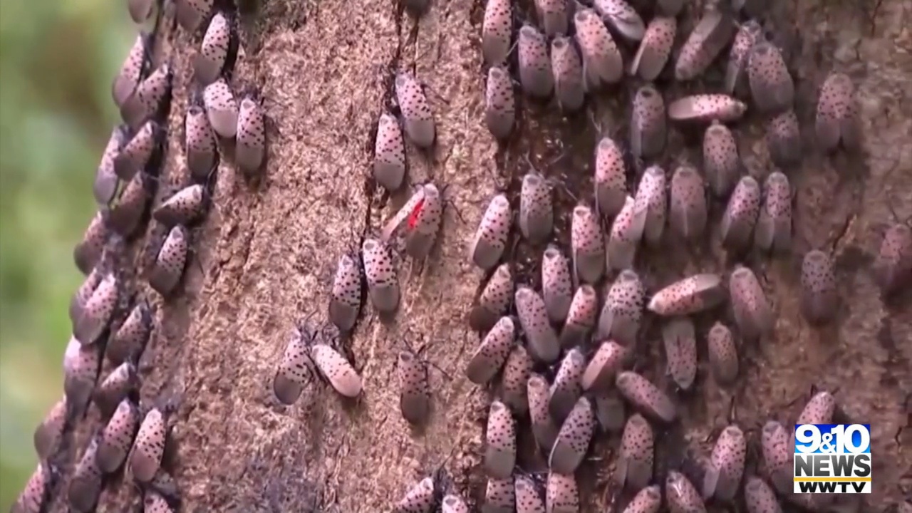 Invasive Insect Found in Michigan Concerns Local Vineyards – 9&10 News