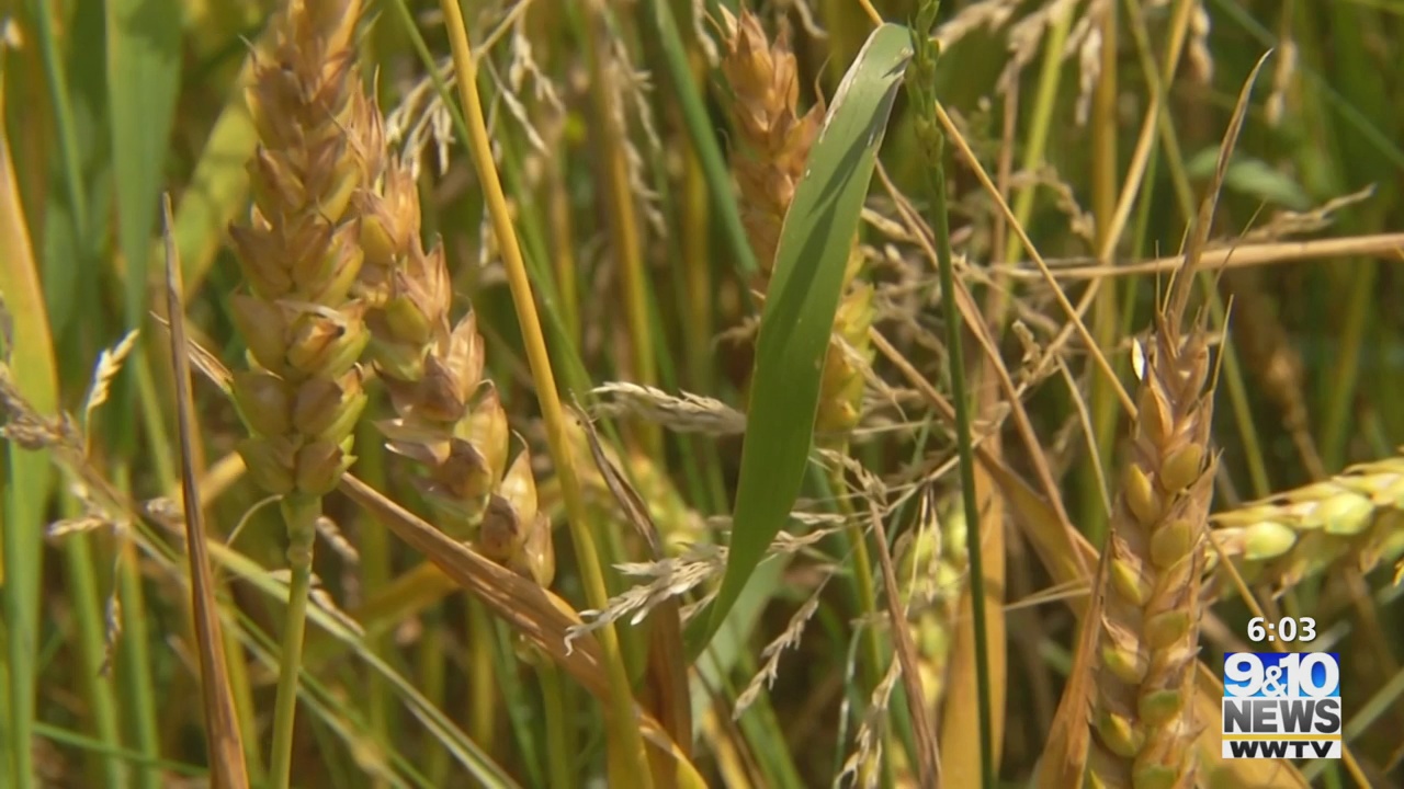 Business Owners React to Wheat, Corn Shortage Due to Ukraine War 9&10