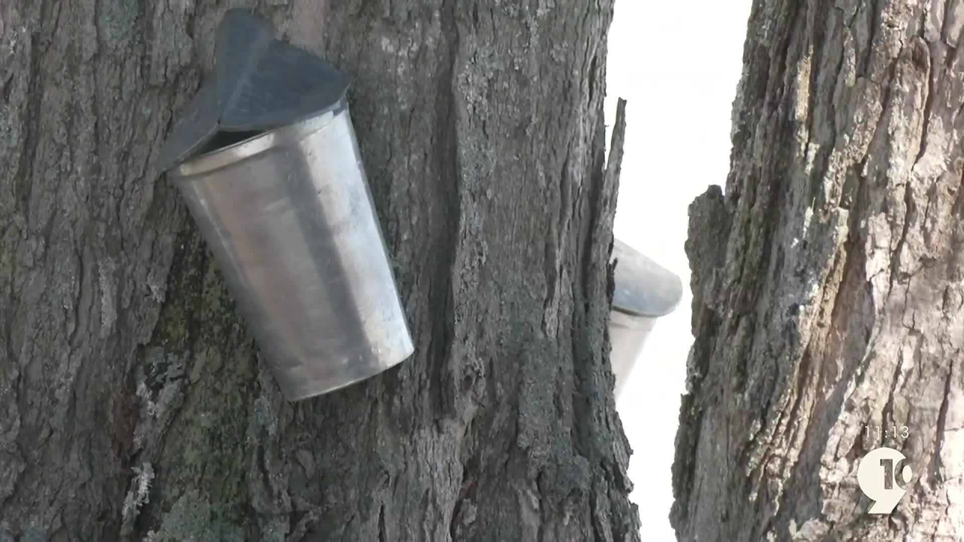 Sleeping Bear Dunes Kicks Off Maple Syrup Season with Maple Sugaring