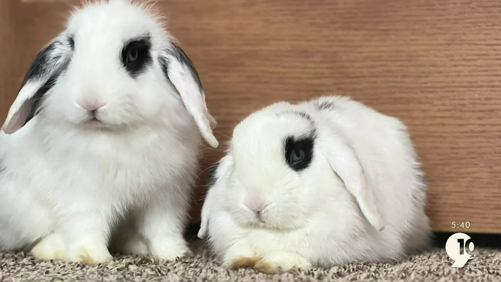 Fluffle House Rabbit Rescue Protecting Bunnies This Easter – 9&10 News