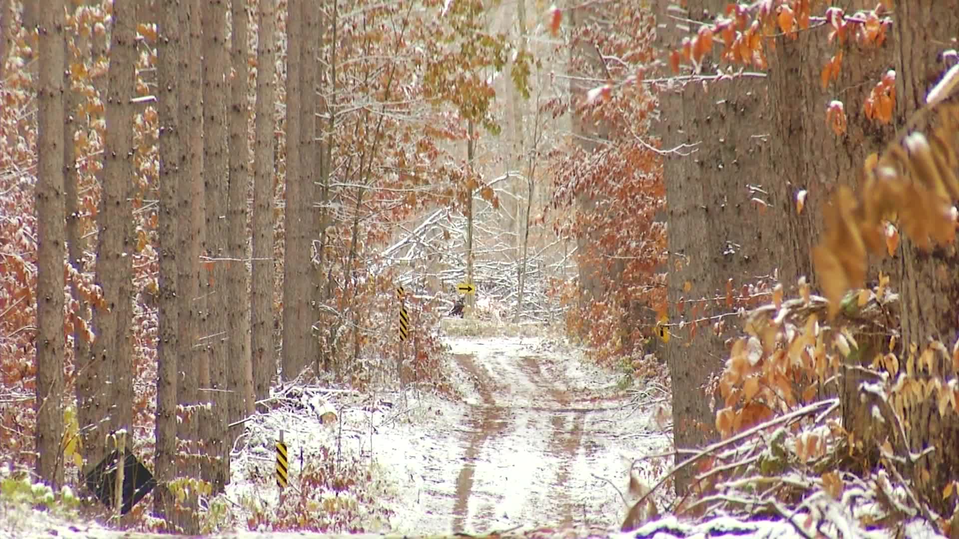 Michigan to lose 4 research facilities in Forest Service restructuring