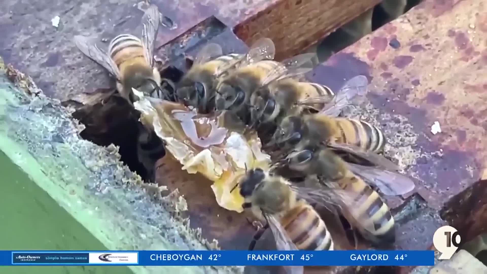 Beekeepers protect honeybees from further numbers decline to avoid impact on Northern Michigan specialty crops