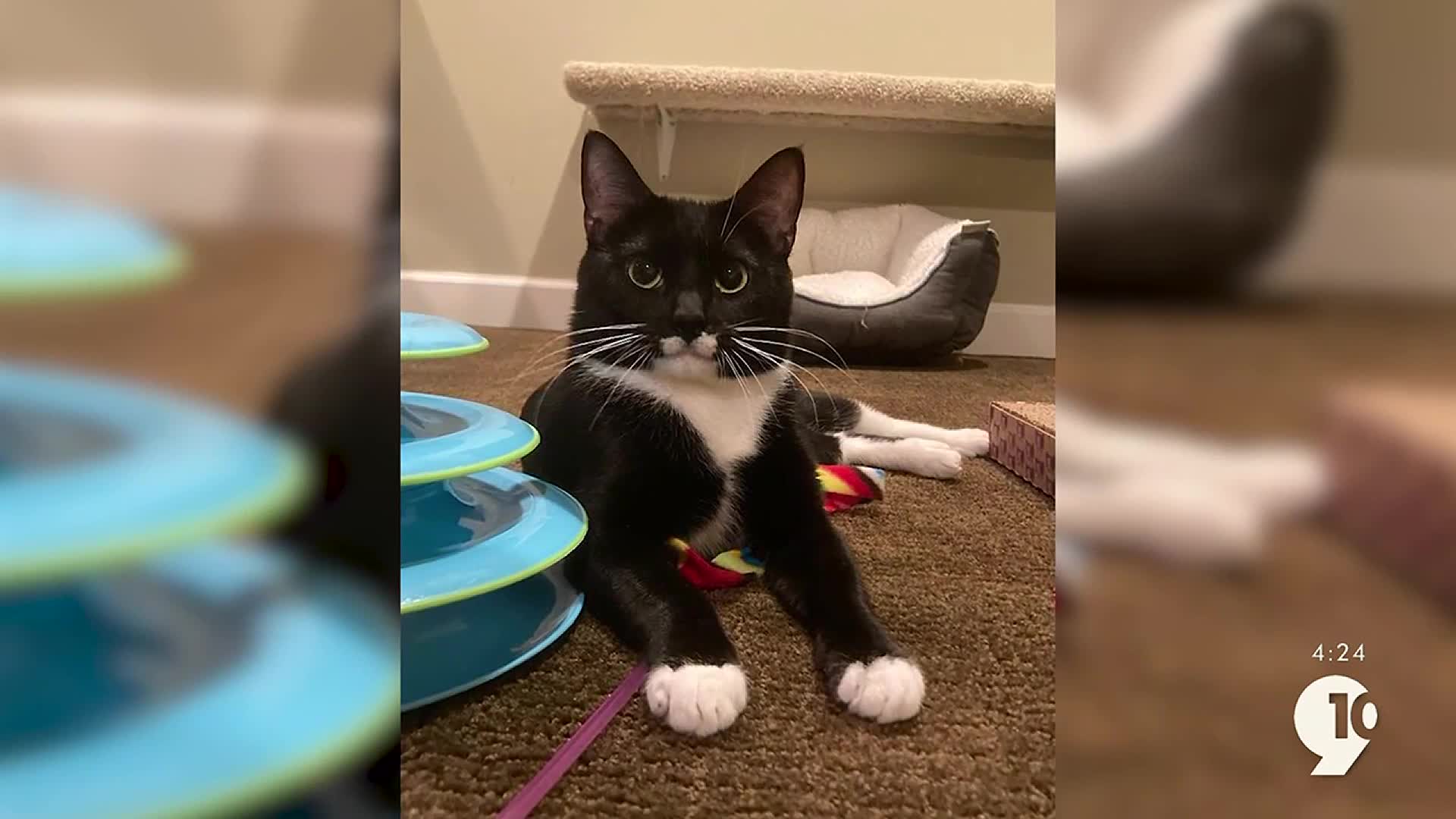 Adopt A Pet: Loki & Samson want to bring love and snuggles to your