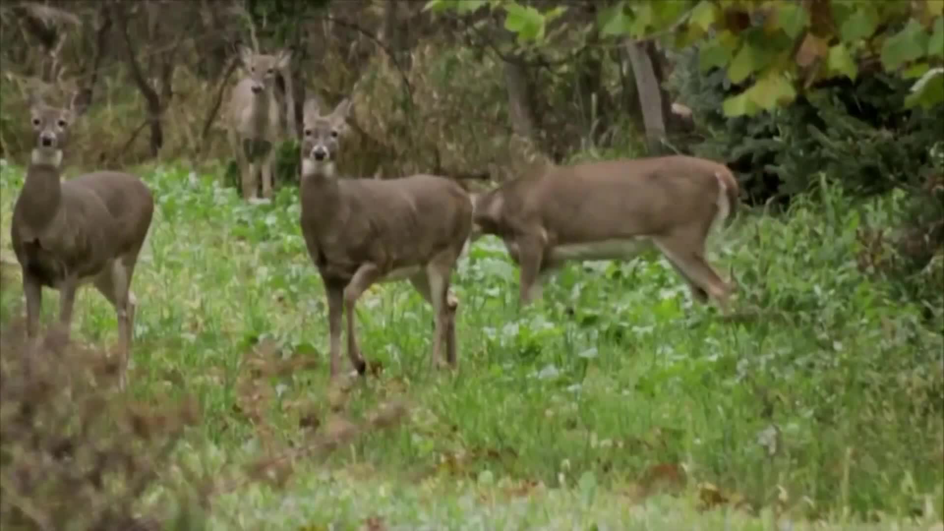 Michigan DNR implements new deer hunting policies for 2026 season