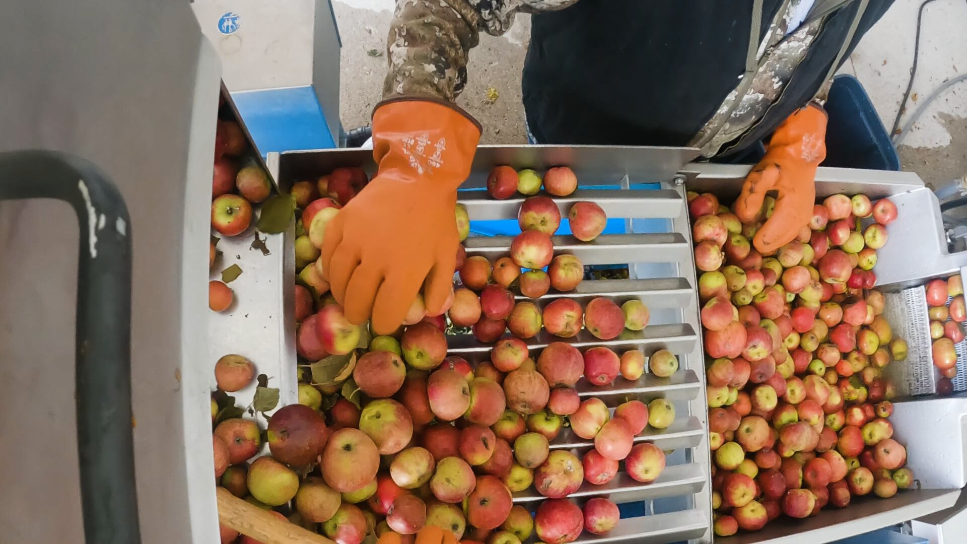Behind the Scenes of hard cider processing at Two K Farms – 9and10News.com