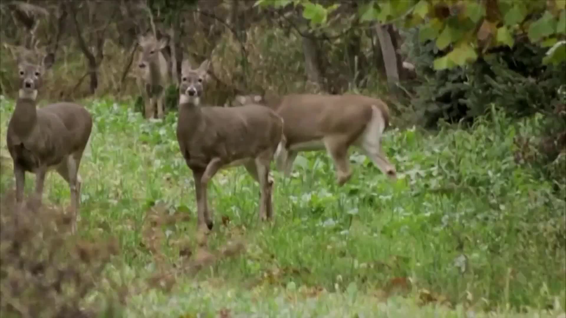 Hook & Hunting: Firearm deer season harvest outlook – 910News.com